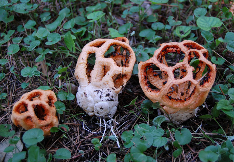 Forme bizzarre nel mio giardino (Clathrus ruber)